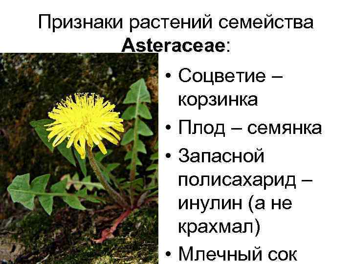 Признаки растений семейства Asteraceae: Asteraceae • Соцветие – корзинка • Плод – семянка •