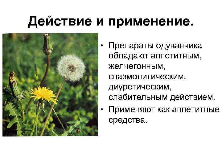 Действие и применение. • Препараты одуванчика обладают аппетитным, желчегонным, спазмолитическим, диуретическим, слабительным действием. •