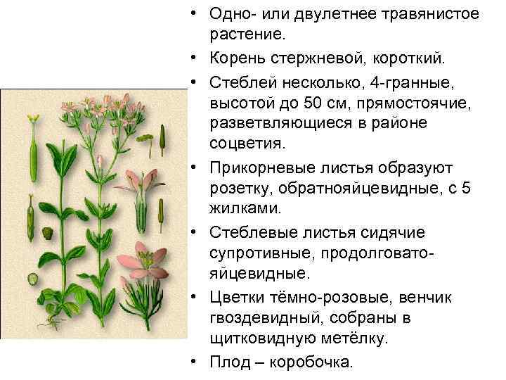  • Одно- или двулетнее травянистое растение. • Корень стержневой, короткий. • Стеблей несколько,