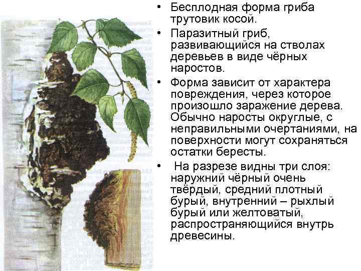  • Бесплодная форма гриба трутовик косой. • Паразитный гриб, развивающийся на стволах деревьев