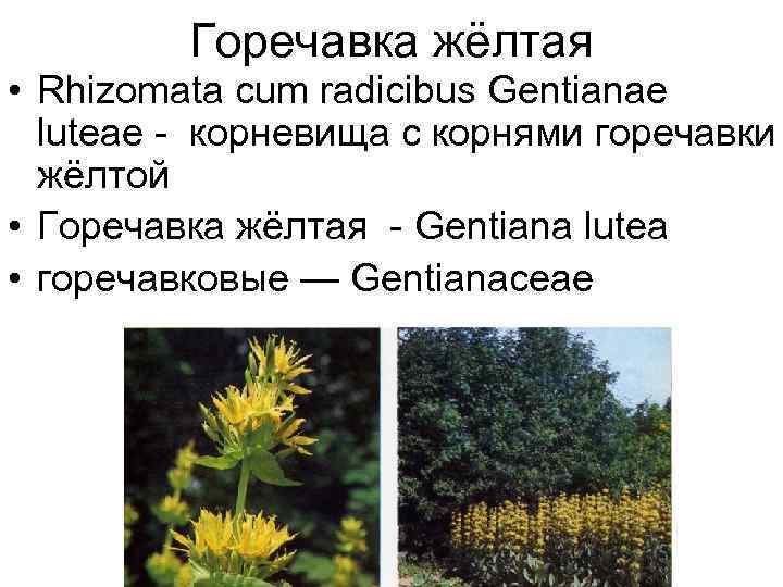 Горечавка жёлтая • Rhizomata cum radicibus Gentianae luteae - корневища с корнями горечавки жёлтой