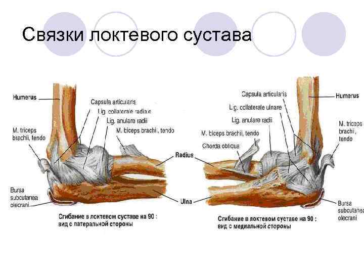 Мышцы локтевого сустава анатомия