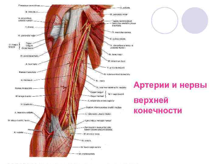 Артерии и нервы верхней конечности 
