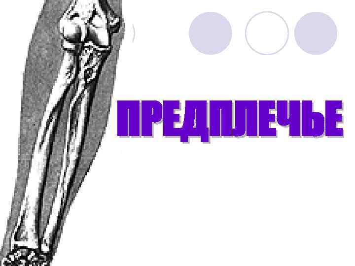 ПРЕДПЛЕЧЬЕ 