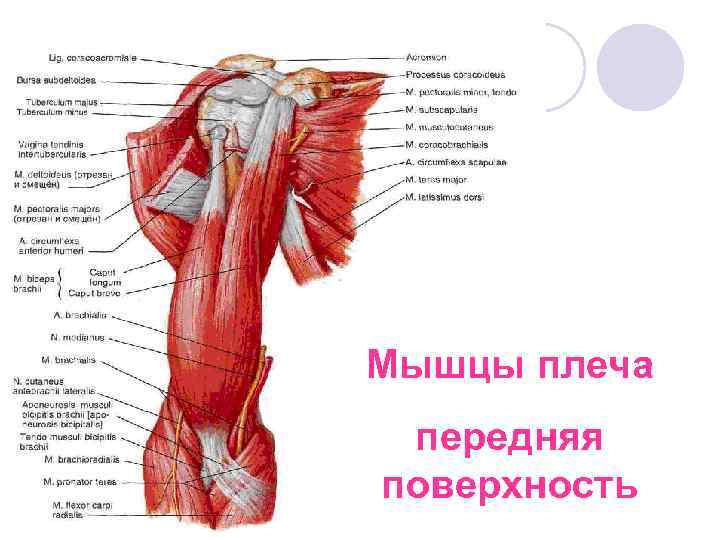 2 Клювовидно плечевая мышца