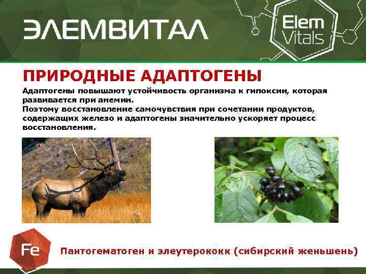 ПРИРОДНЫЕ АДАПТОГЕНЫ Адаптогены повышают устойчивость организма к гипоксии, которая развивается при анемии. Поэтому восстановление