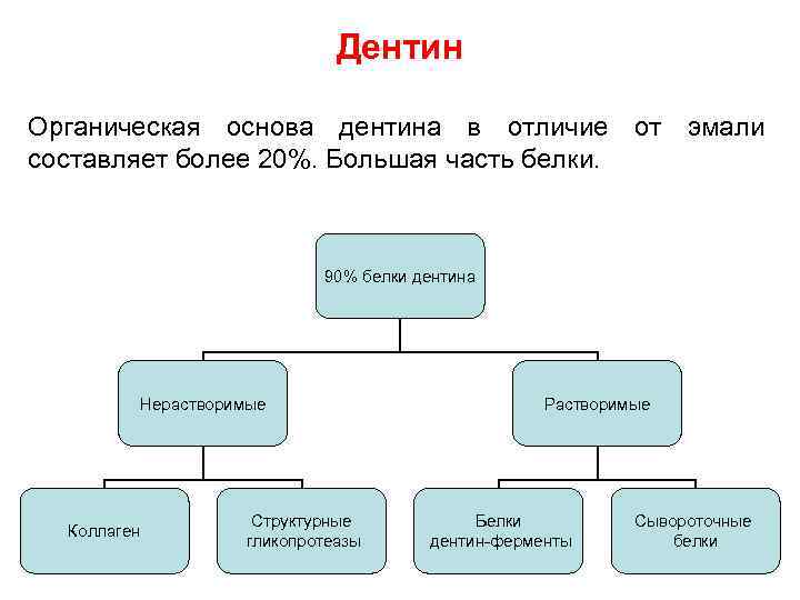 Органическая основа. Белки дентина. Специфические белки дентина. Неколлагеновые белки дентина. Белки дентина биохимия.