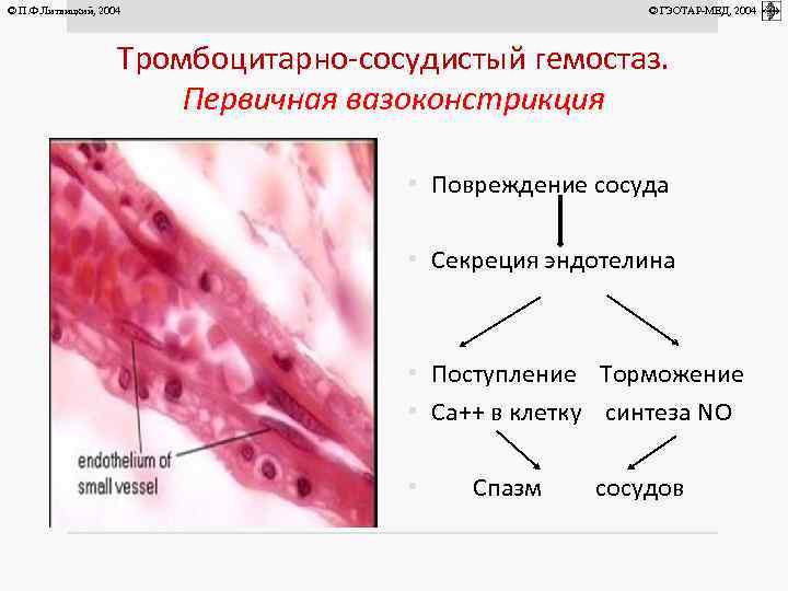© П. Ф. Литвицкий, 2004 © ГЭОТАР-МЕД, 2004 Тромбоцитарно-сосудистый гемостаз. Первичная вазоконстрикция • Повреждение