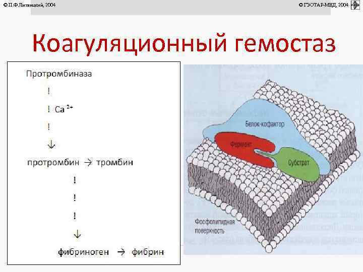 © П. Ф. Литвицкий, 2004 © ГЭОТАР-МЕД, 2004 Коагуляционный гемостаз 