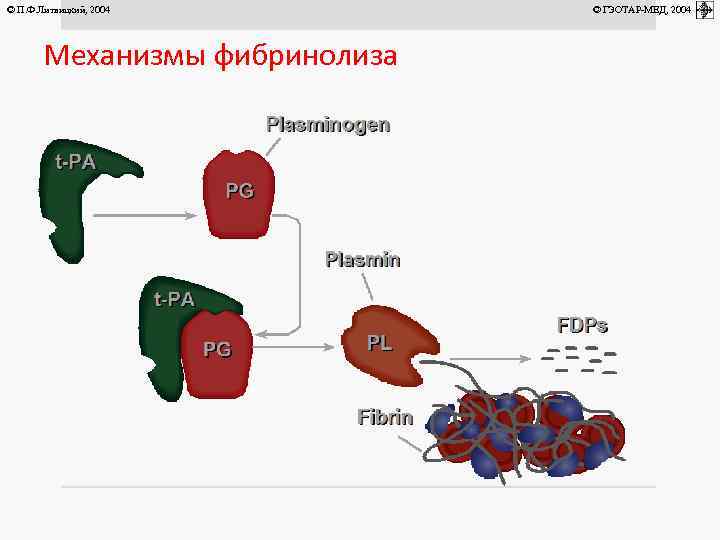 © П. Ф. Литвицкий, 2004 Механизмы фибринолиза © ГЭОТАР-МЕД, 2004 