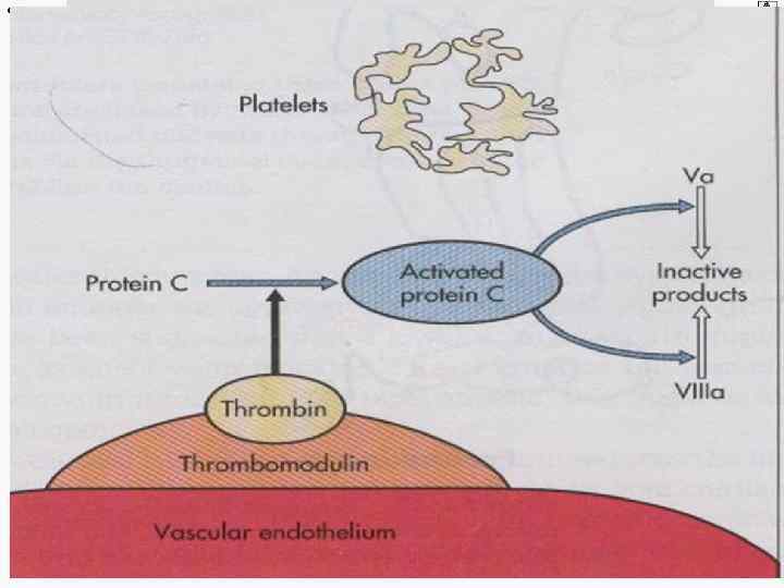 © П. Ф. Литвицкий, 2004 © ГЭОТАР-МЕД, 2004 