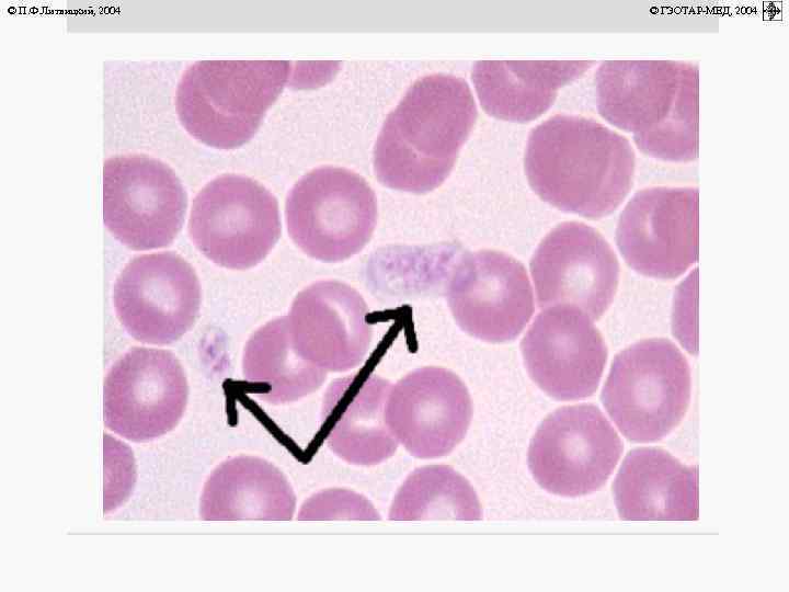 © П. Ф. Литвицкий, 2004 © ГЭОТАР-МЕД, 2004 