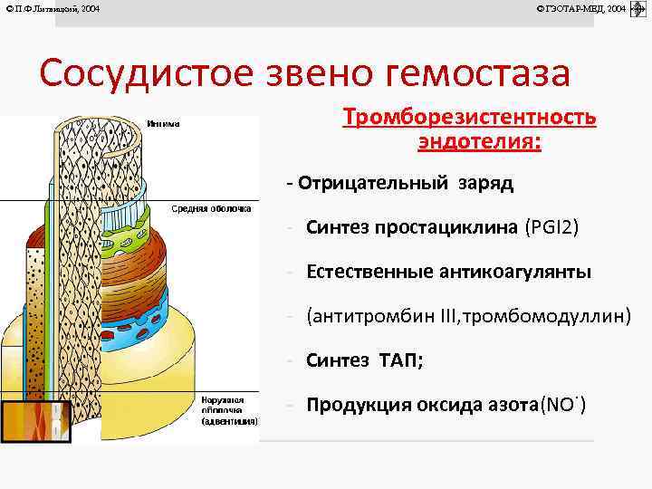 © П. Ф. Литвицкий, 2004 © ГЭОТАР-МЕД, 2004 Сосудистое звено гемостаза Тромборезистентность эндотелия: -
