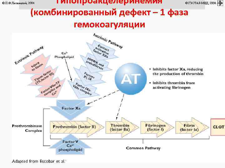 Гипопроакцелеринемия (комбинированный дефект – 1 фаза гемокоагуляции © П. Ф. Литвицкий, 2004 © ГЭОТАР-МЕД,