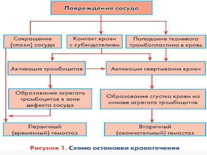 © П. Ф. Литвицкий, 2004 © ГЭОТАР-МЕД, 2004 