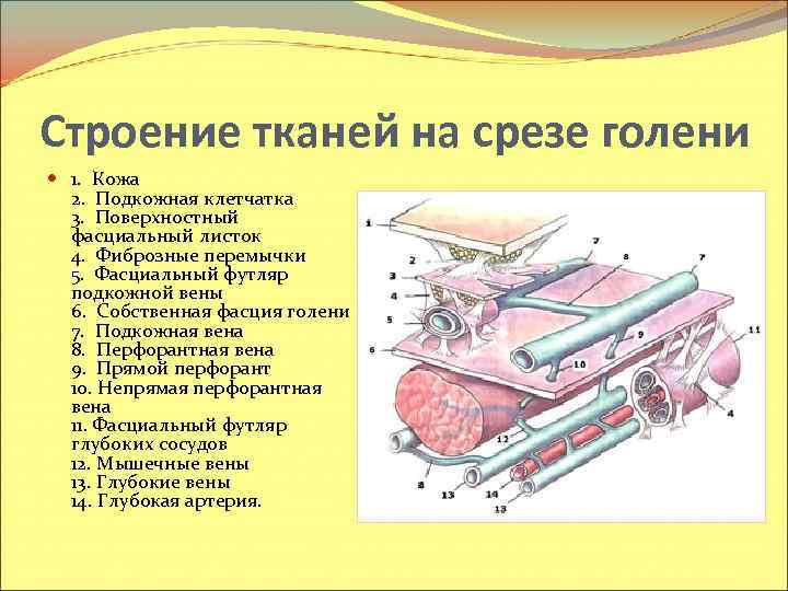 Строение тканей на срезе голени 1. Кожа 2. Подкожная клетчатка 3. Поверхностный фасциальный листок