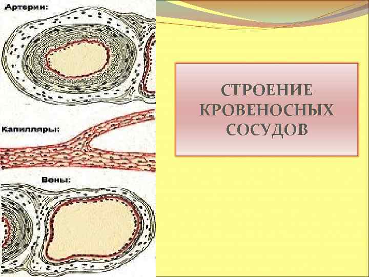 СТРОЕНИЕ КРОВЕНОСНЫХ СОСУДОВ 