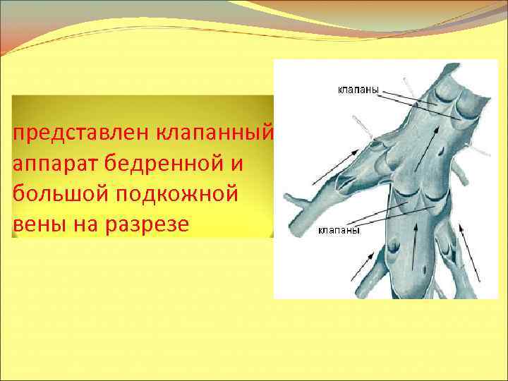 представлен клапанный аппарат бедренной и большой подкожной вены на разрезе 