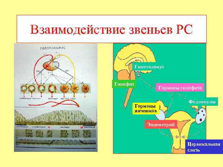 Взаимодействие звеньев РС Гипоталамус Гипофиз Гормоны гипофиза Гормоны яичников Фолликулы Эндометрий Цервикальная слизь 