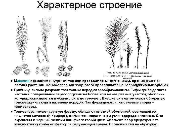 Характерное строение ● Мицелий проникает внутрь клеток или проходит по межклетникам, пронизывая все органы
