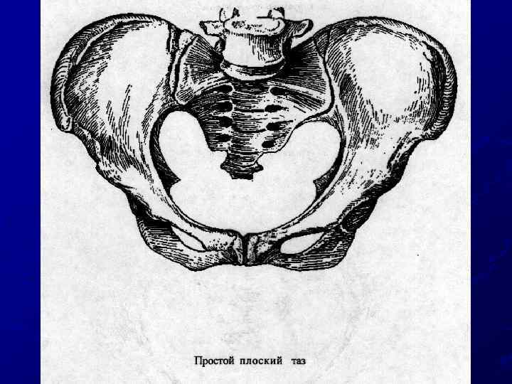 Мужской таз анатомия