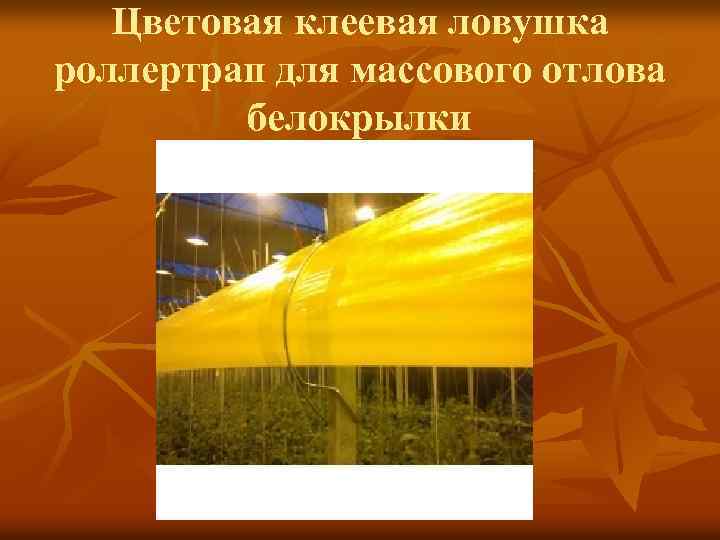 Цветовая клеевая ловушка роллертрап для массового отлова белокрылки 