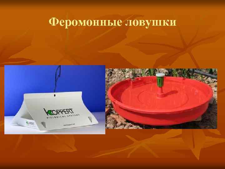 Феромонные ловушки 