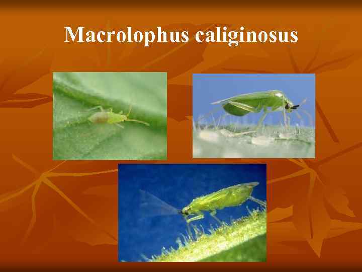 Macrolophus caliginosus 