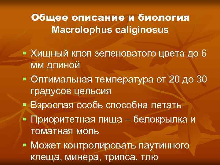Общее описание и биология Macrolophus caliginosus Хищный клоп зеленоватого цвета до 6 мм длиной