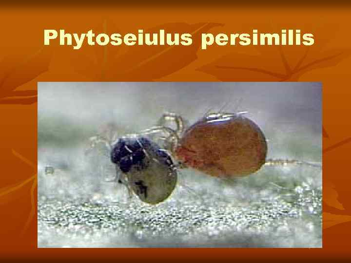 Phytoseiulus persimilis 