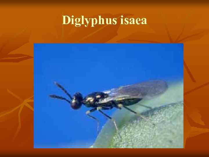 Diglyphus isaea 