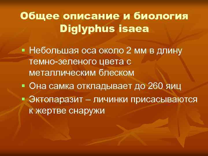 Общее описание и биология Diglyphus isaea Небольшая оса около 2 мм в длину темно-зеленого