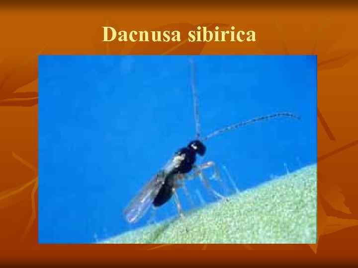 Dacnusa sibirica 
