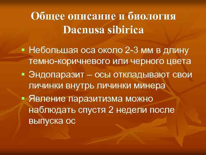 Общее описание и биология Dacnusa sibirica Небольшая оса около 2 -3 мм в длину