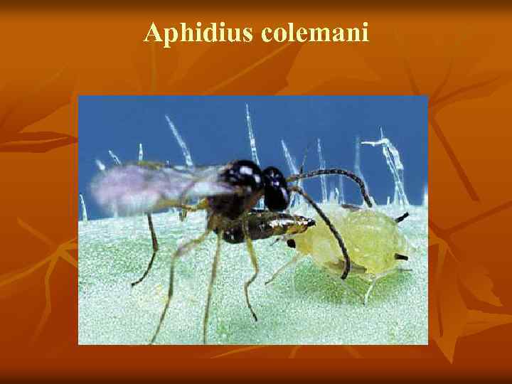Aphidius colemani 