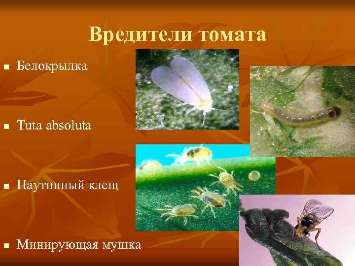 Вредители томата n Белокрылка n Tuta absoluta n Паутинный клещ n Минирующая мушка 