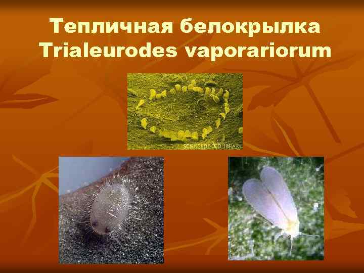 Тепличная белокрылка Trialeurodes vaporariorum 