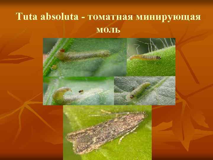 Tuta absoluta - томатная минирующая моль 