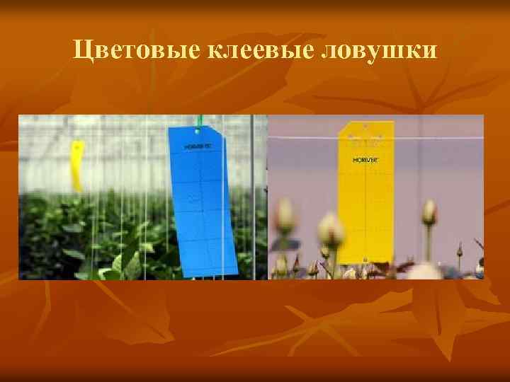 Цветовые клеевые ловушки 