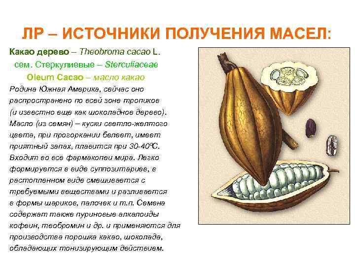 ЛР – ИСТОЧНИКИ ПОЛУЧЕНИЯ МАСЕЛ: Какао дерево – Theobroma cacao L. cем. Стеркулиевые –