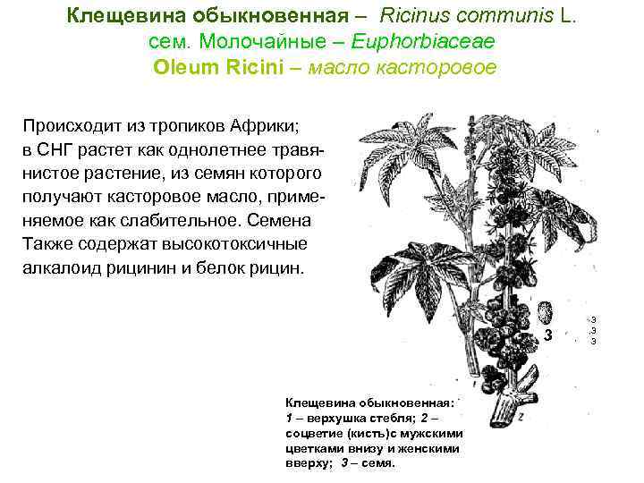 Клещевина обыкновенная – Ricinus communis L. cем. Молочайные – Euphorbiaceae Oleum Ricini – масло