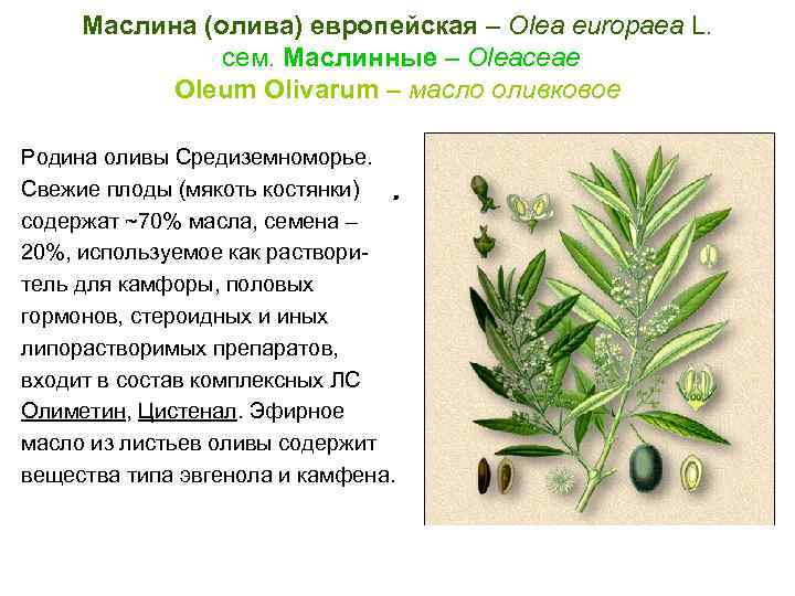 Маслина (олива) европейская – Olea europaea L. cем. Маслинные – Oleaceae Oleum Olivarum –