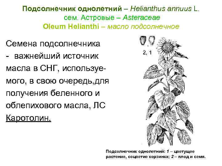 Подсолнечник однолетний – Helianthus annuus L. cем. Астровые – Asteraceae Oleum Helianthi – масло