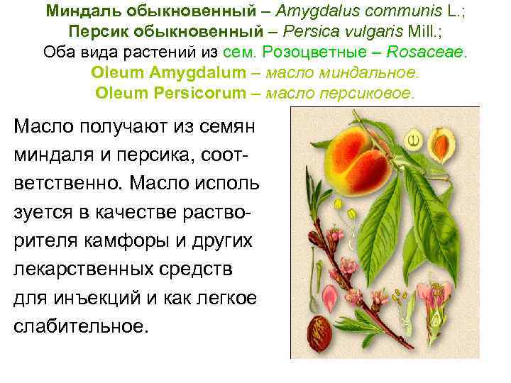 Миндаль обыкновенный – Amygdalus communis L. ; Персик обыкновенный – Persica vulgaris Mill. ;
