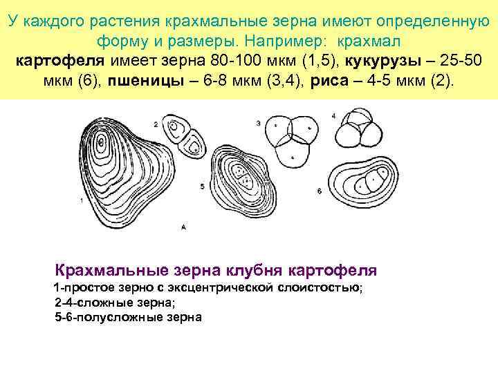 У каждого растения крахмальные зерна имеют определенную форму и размеры. Например: крахмал картофеля имеет