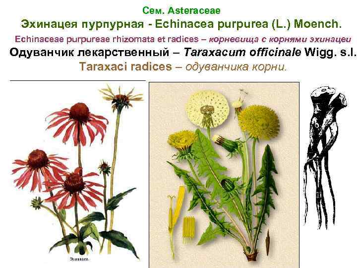 Сем. Asteraceae Эхинацея пурпурная - Echinacea purpurea (L. ) Moench. Echinaceae purpureae rhizomata et