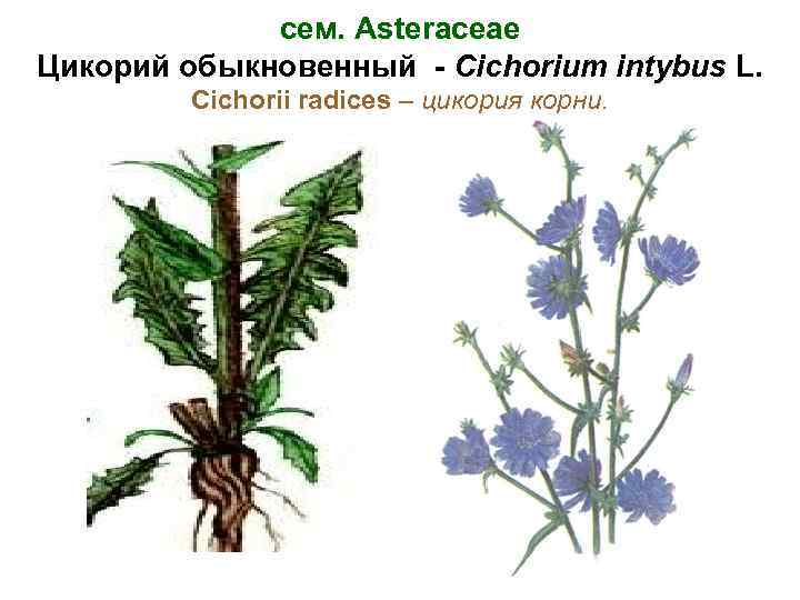cем. Asteraceae Цикорий обыкновенный - Cichorium intybus L. Cichorii radices – цикория корни. 