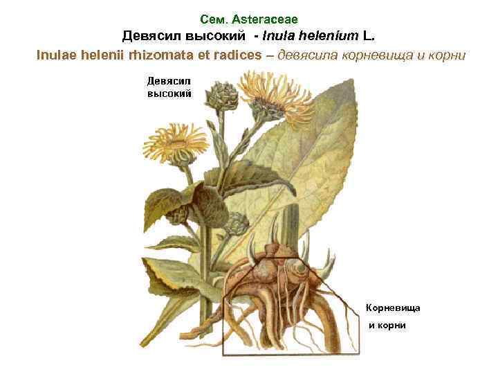 Сем. Asteraceae Девясил высокий - Inula helenium L. Inulae helenii rhizomata et radices –