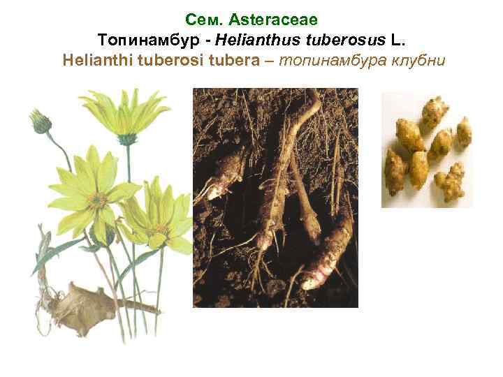 Сем. Asteraceae Топинамбур - Helianthus tuberosus L. Helianthi tuberosi tubera – топинамбура клубни 