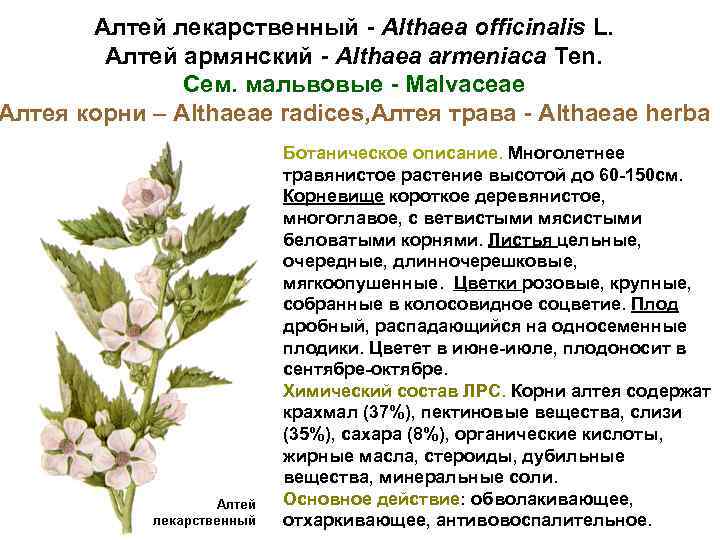 Алтей лекарственный - Althaea officinalis L. Алтей армянский - Althaea armeniaca Ten. Сем. мальвовые